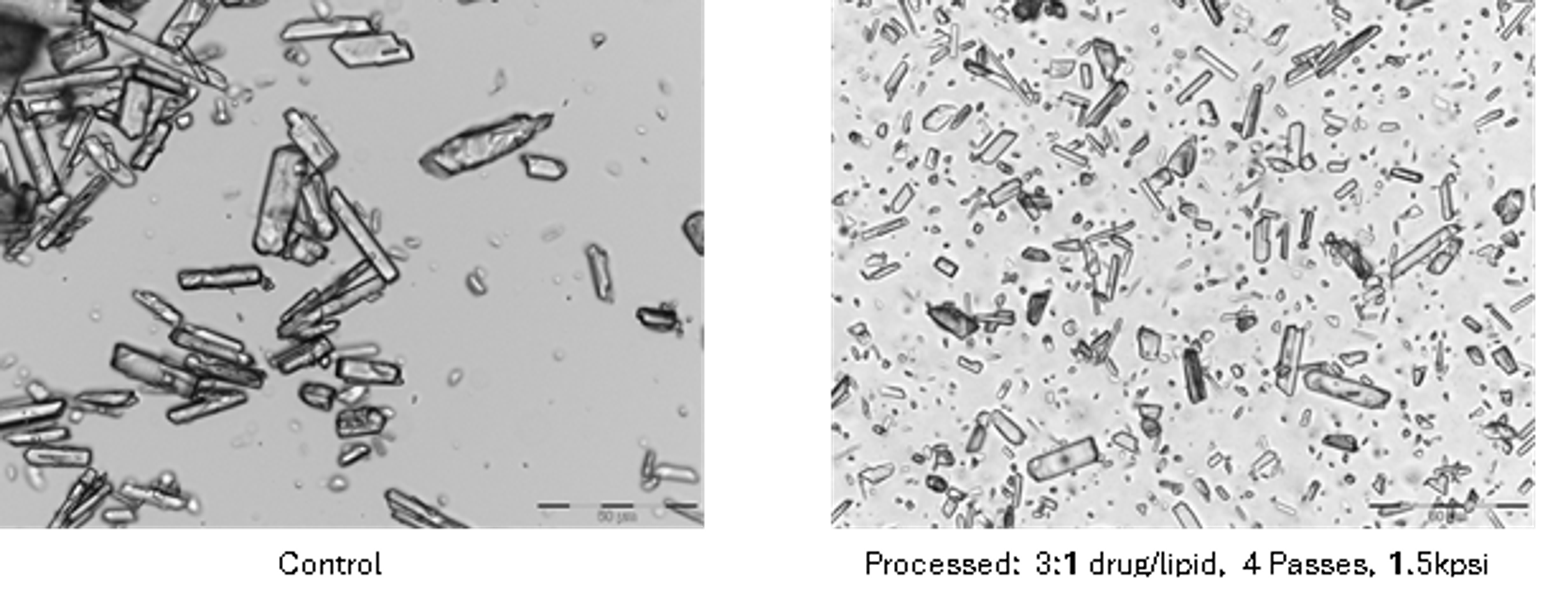 Figure 6.7. Oxytetracycline control and lipid processed samples at 400× magnification