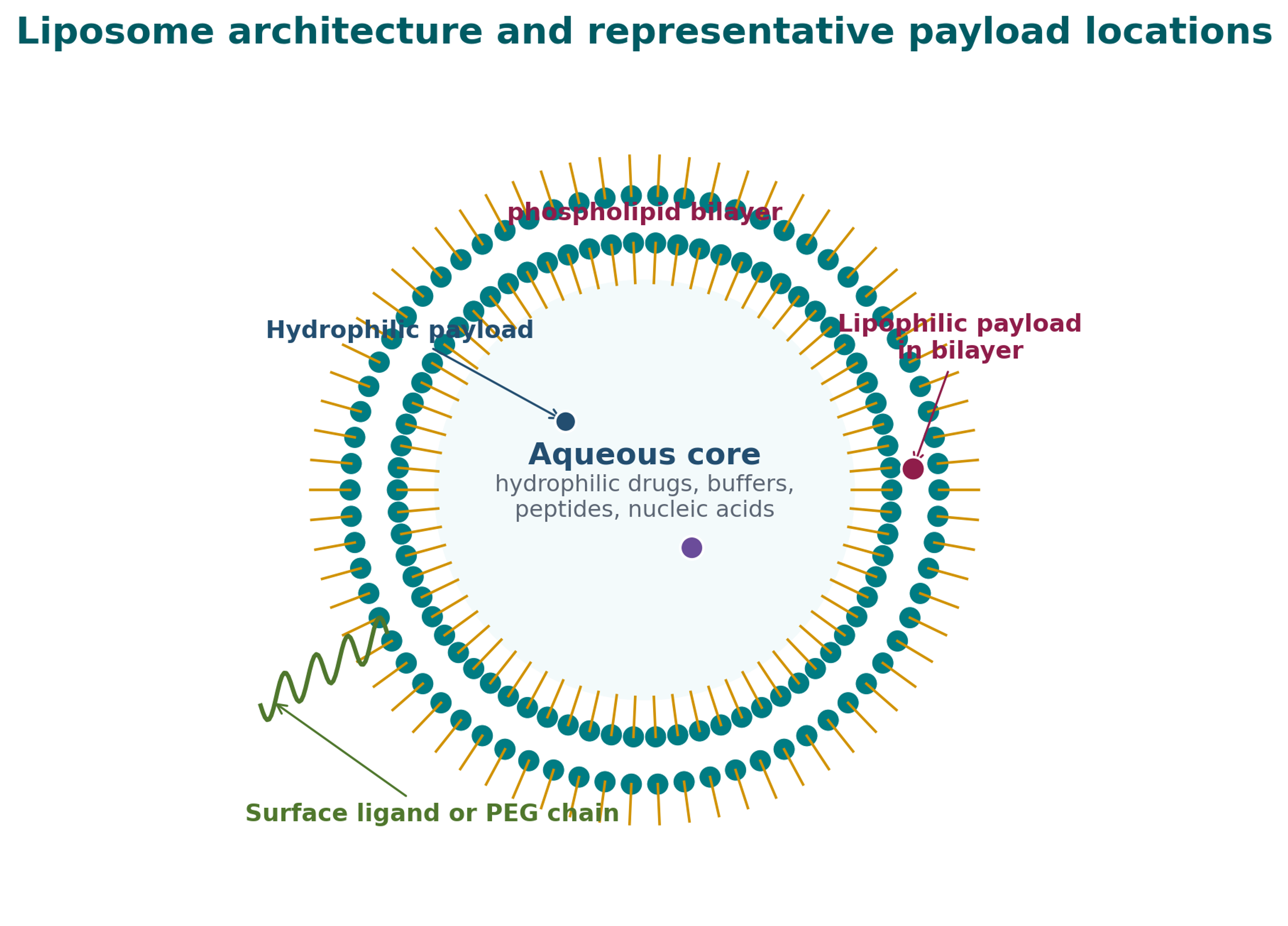 Figure 6.1. Cross section of a phospholipid bilayer vesicle with aqueous core, hydrophilic payload, lipophilic payload, and surface PEG chain