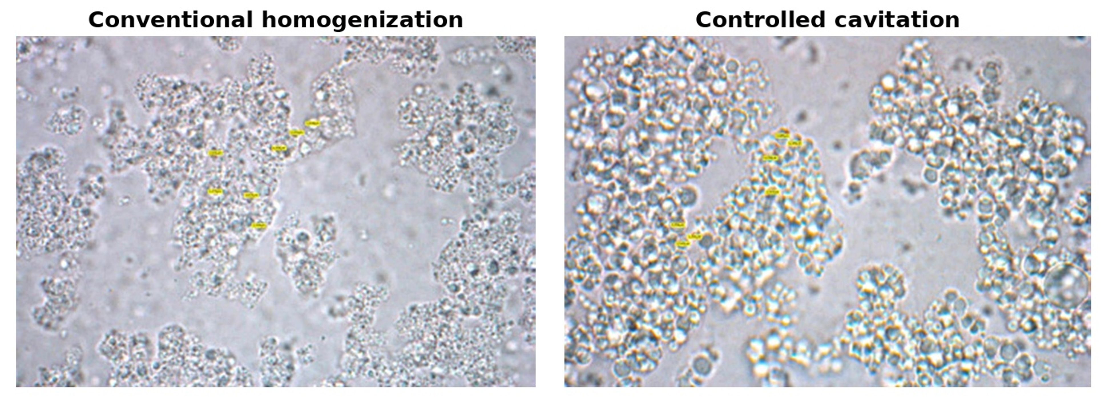 Figure 6.2. Microscopic appearance of ice cream premix after conventional homogenization and controlled cavitation